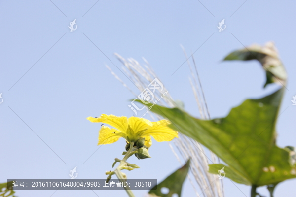 絲瓜花上停留的蜜蜂