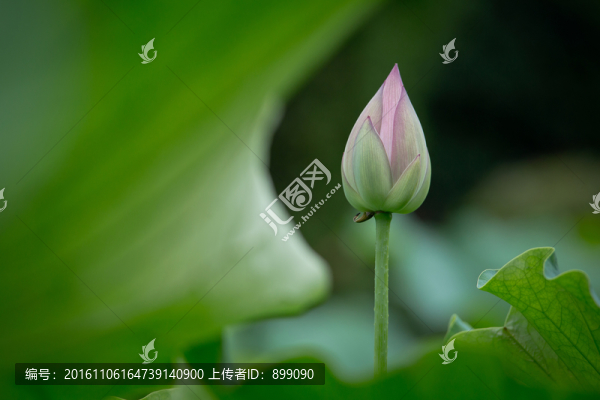 荷