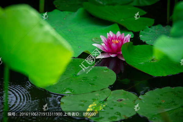 蓮花