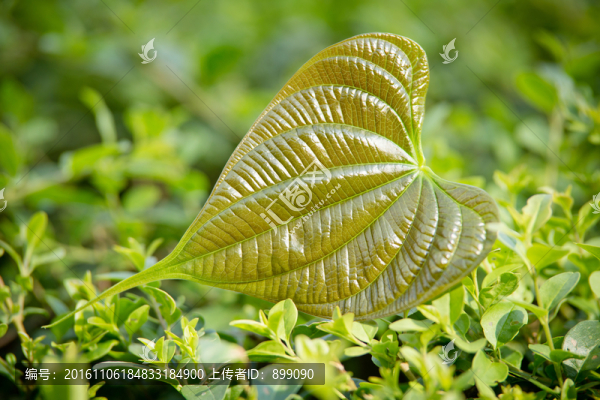 綠色葉子