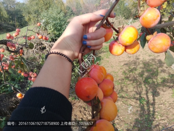 新鮮柿子