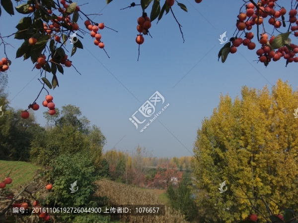 紅柿子樹