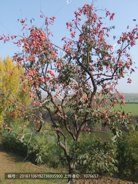 柿子樹