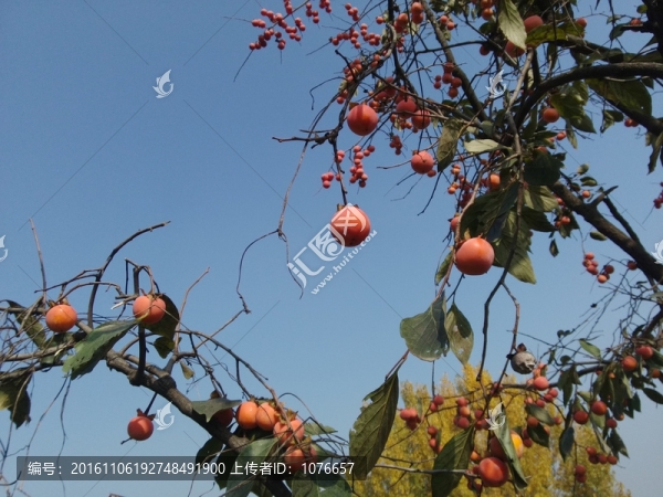 紅燈籠柿子