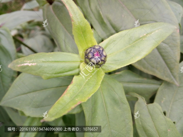 雛菊