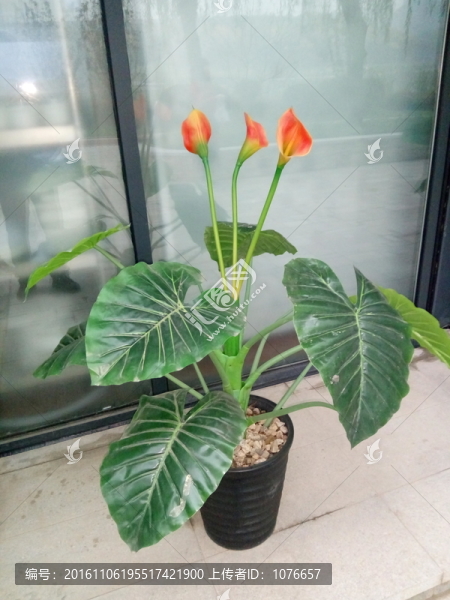 花卉盆景