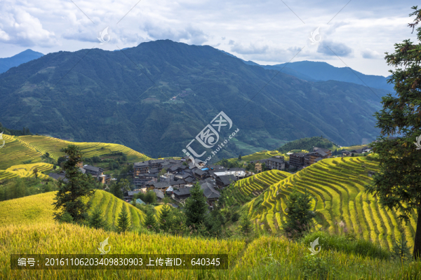 龍脊梯田
