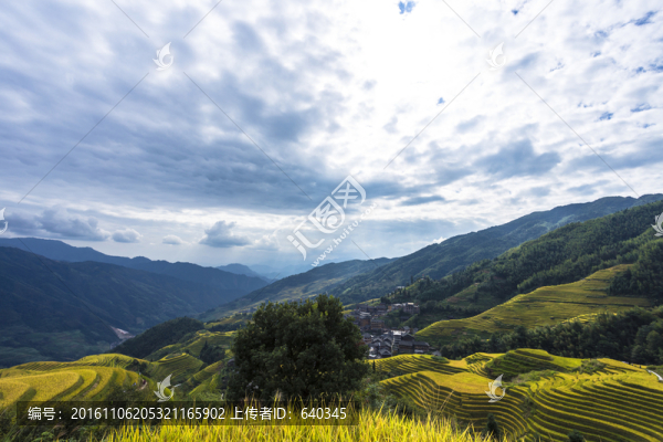 龍脊梯田