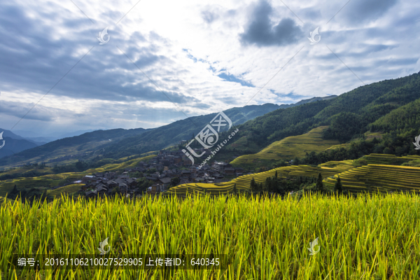 龍脊梯田