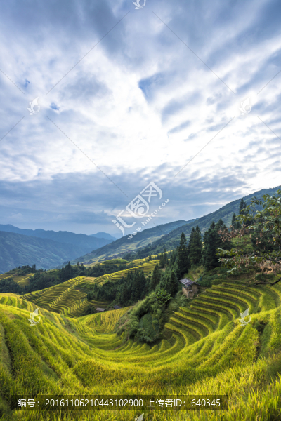 龍脊梯田