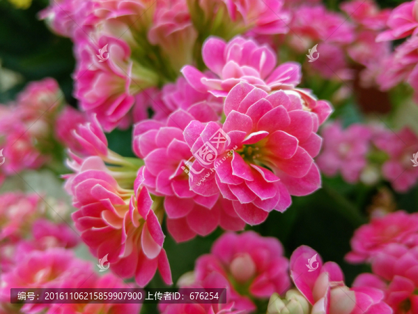 長(zhǎng)壽花