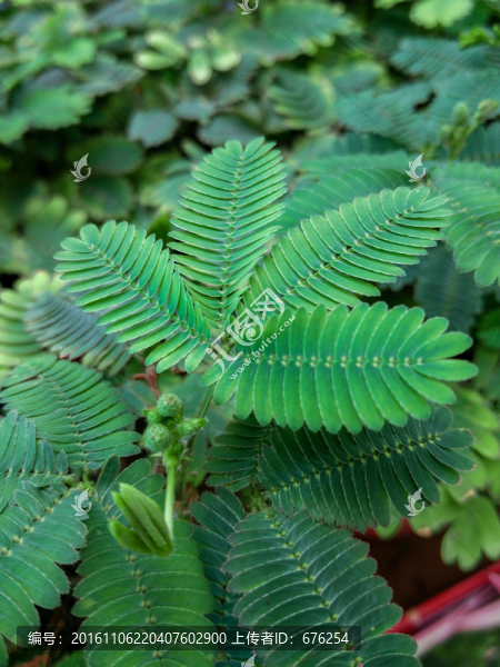 含羞草