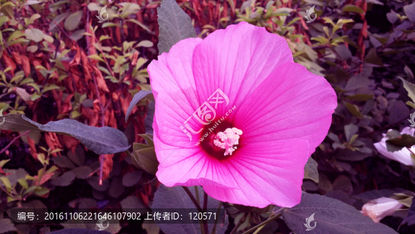 紅色花