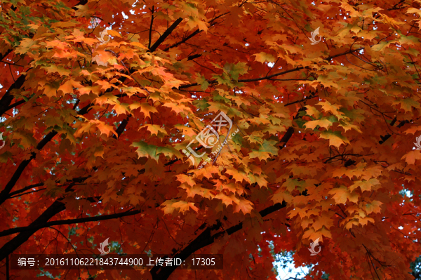 紅楓葉