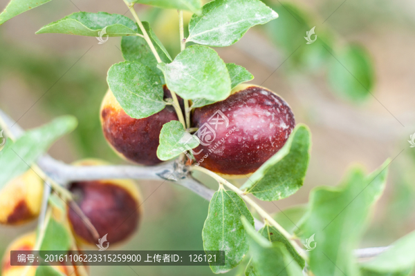 鮮棗
