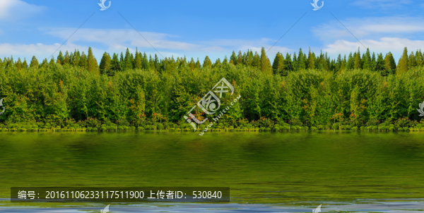 綠樹林高清,全景大畫幅
