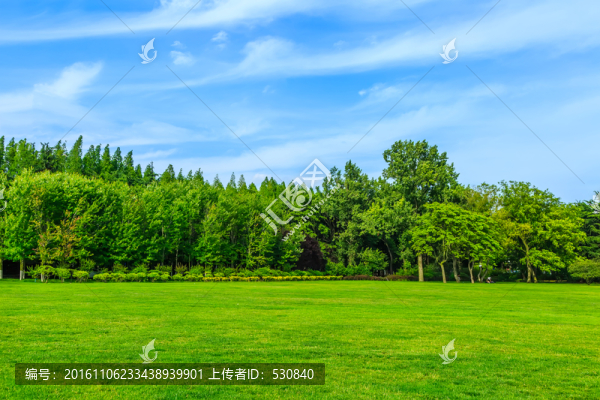 綠樹林