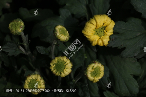 菊花