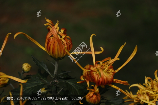 菊花