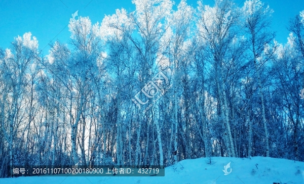 白樺樹(shù)霧淞