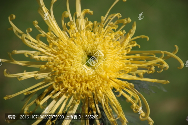 菊花