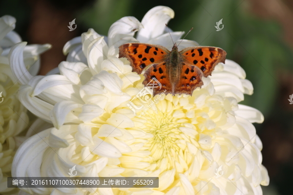 菊花,蝴蝶