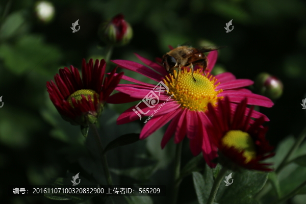 菊花