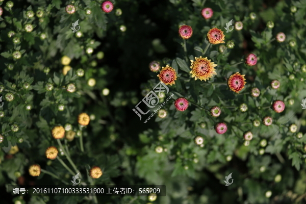 菊花