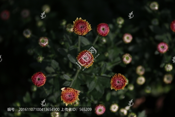 菊花