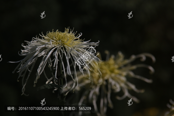 菊花
