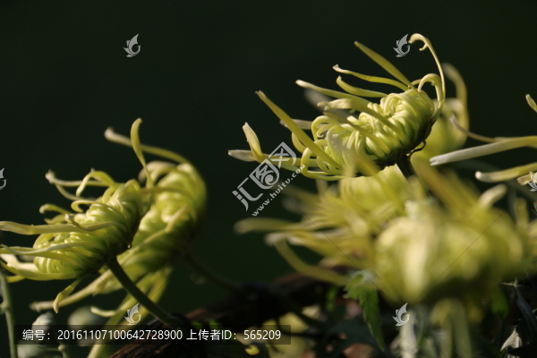 菊花