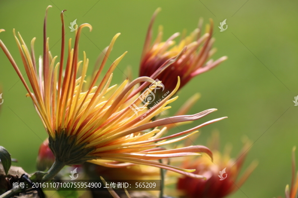 菊花