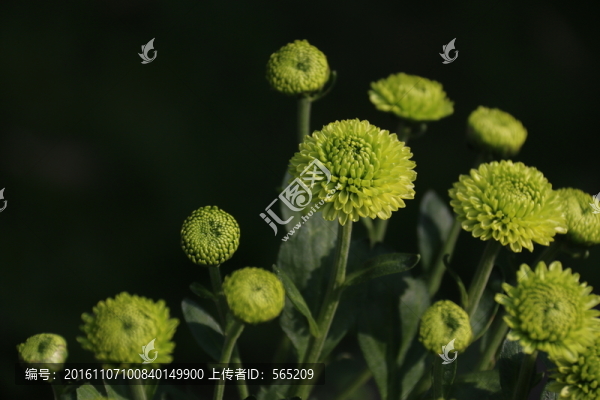 菊花