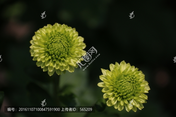 菊花
