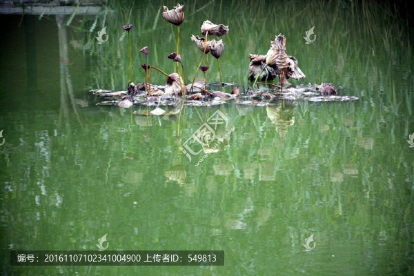 荷葉