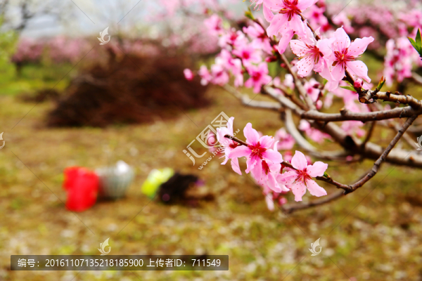 桃園花開