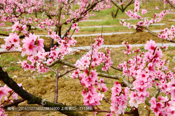 桃花開(kāi)