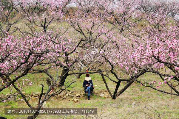 桃樹下享受春光的女人