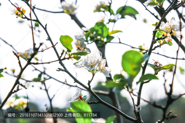蘋果樹(shù)開(kāi)花
