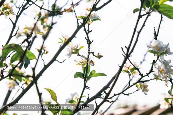 蘋果樹花