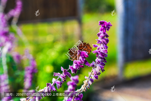 紫絨鼠尾草