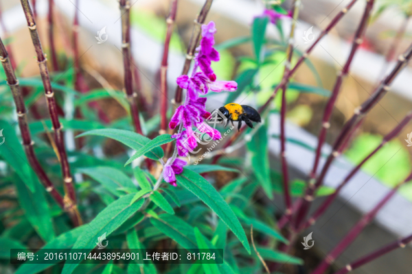 紫絨鼠尾草