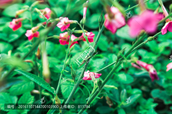 綠蚱蜢與鮮花