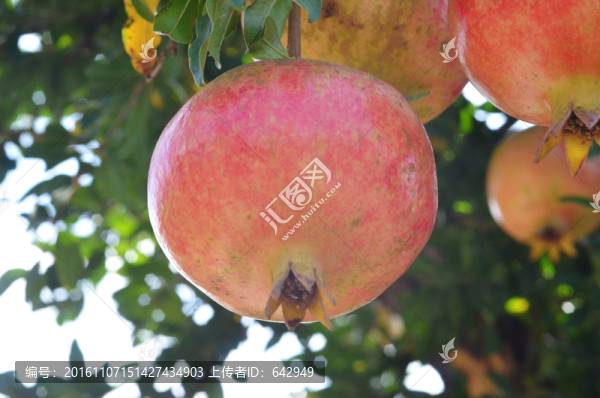 一個(gè)紅石榴