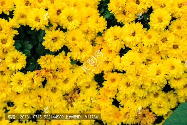 花園花叢