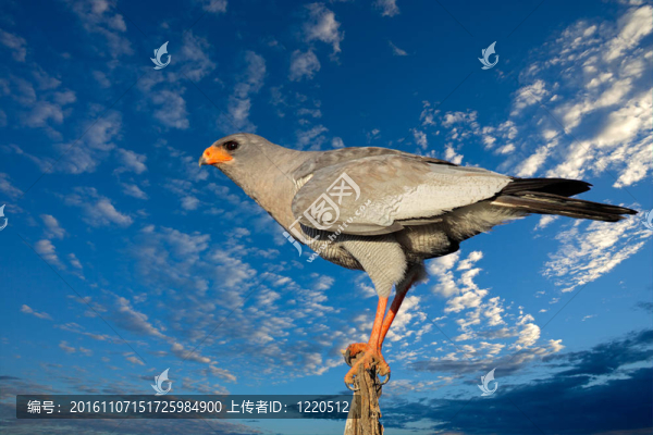 淺唱蒼鷹