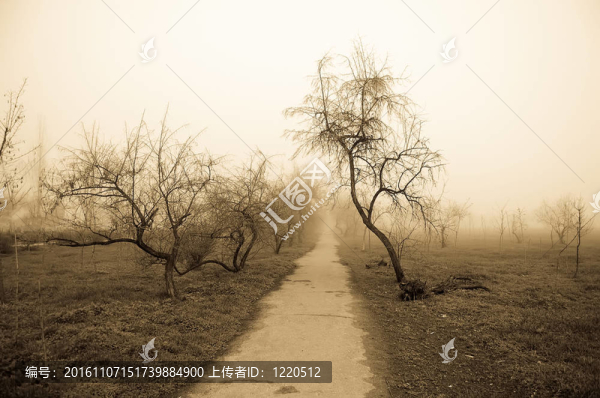 霧群樹
