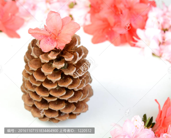 松果和Flowers