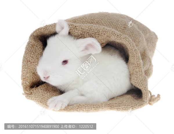 袋子里的白色小兔子