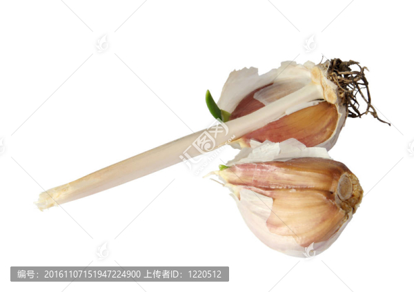 發(fā)芽的大蒜。（隔離的）